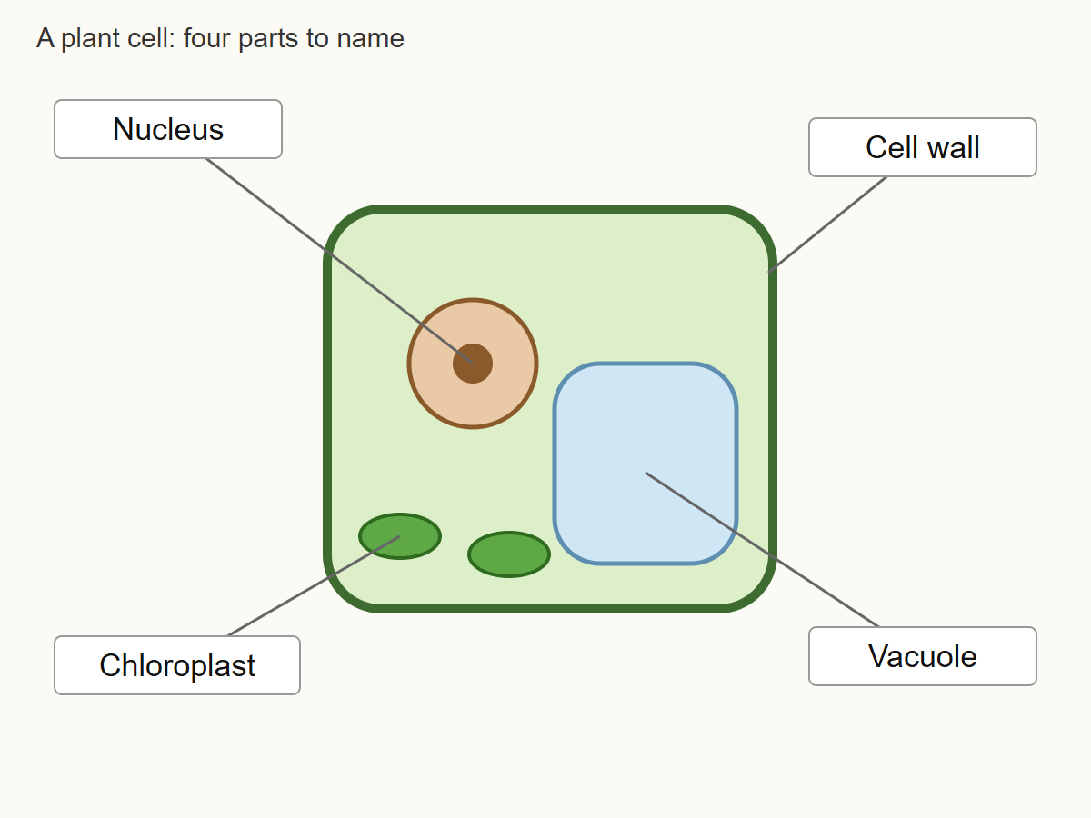 Fig 1.1: Plant cell
